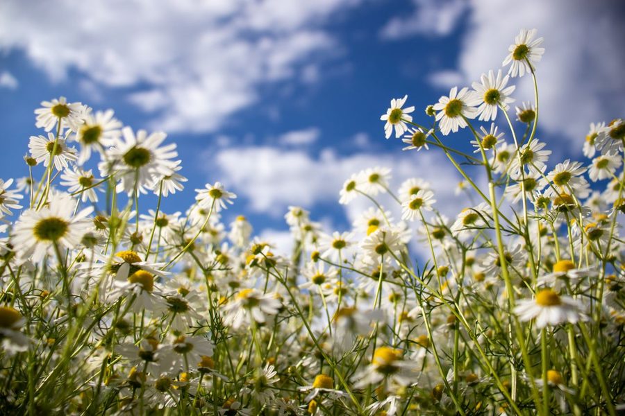 Kamillenblüten auf einer Sommerwiese